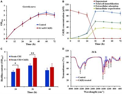 Stenotrophomonas strain CD2 reduces cadmium accumulation in Brassica rapa L.